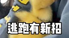 點(diǎn)擊看小黃騙姐姐，逃跑前還知道撒嬌了，該打屁股了是不是？#星河知識(shí)計(jì)劃 #智慧生活星 #璀璨科學(xué)星 