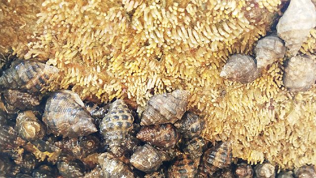 海边抓螃蟹，发现大片海螺窝，直接扫下20斤装满一桶