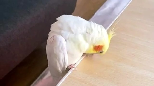 鹦鹉真会玩，给自己找乐子