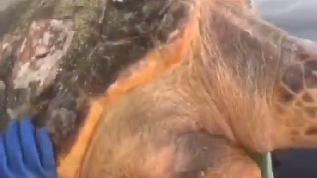 渔民意外捕获一只海龟，把它身上藤壶敲掉再放生海龟？