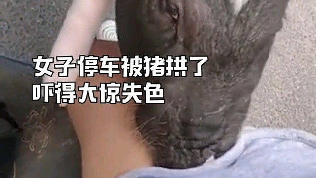 女子停车被猪拱了，吓得尖叫，网友：现在白菜什么价格
