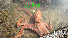 退潮后海边古怪的东西还蛮多的，有八只脚的章鱼还有会遁地的海葵