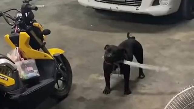 铜锣湾哪位卖家也没说他家狗子长大后是酱婶的呀