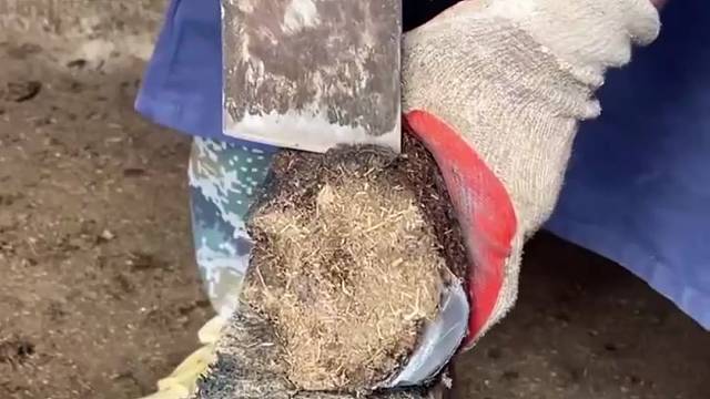 修蹄技艺，这个师傅修的快狠准