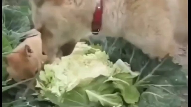 狗狗：自己施肥长大的菜吃着真香〔旺旺〕