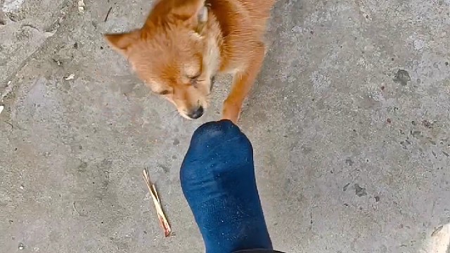 农村老家趣味逗狗