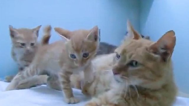 即使被伤害一条腿，为了四个孩子，也要忍痛寻找食物！