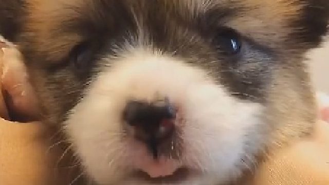 吴所谓喝木瓜炖牛奶是为了喂小狗狗！那么吴理理为啥要喝呢？