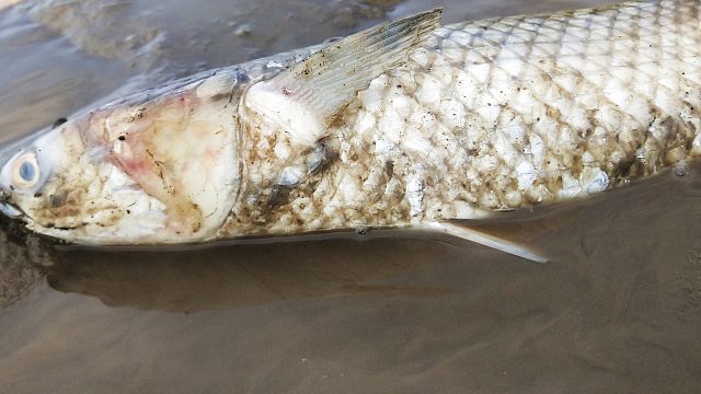 海边退潮后，发现一条搁浅的大鱼，回家时抓获大青蟹炒年糕