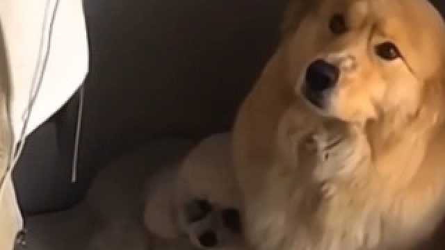 这一对实在太可爱了，一个怂的要死，一个就是不服