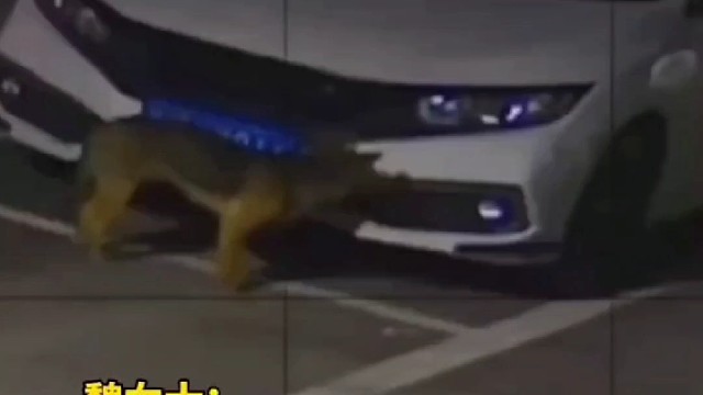 狗子：是不是玩不起〔旺旺〕