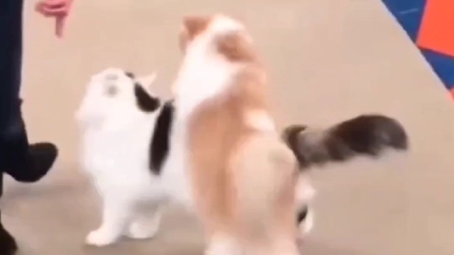 禁止贴贴〔可可爱爱〕