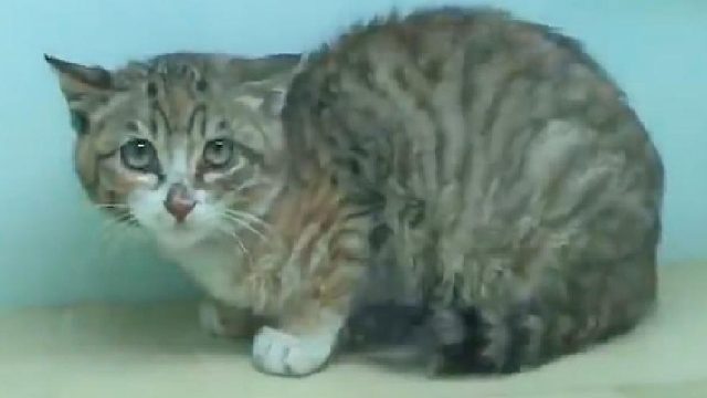 是谁残忍的把小猫咪抛弃在高架桥上？七天没有进食的它还在坚持生存！