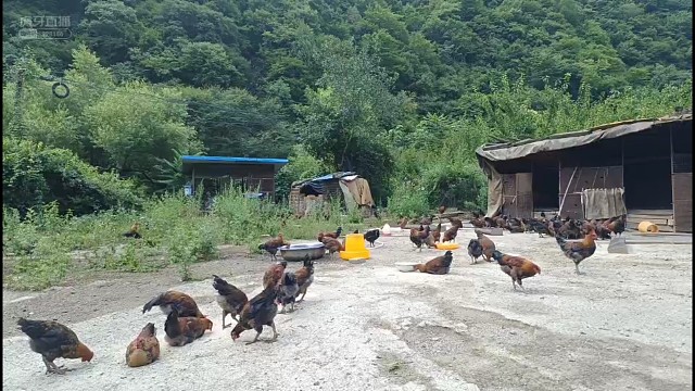 正宗秦岭土鸡，纯粮食散养。