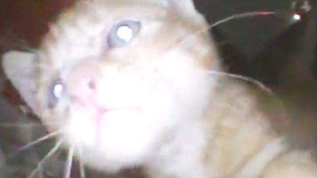 小猫为何被困在梁柱内？已经五天没吃喝，它还能坚持下来吗？