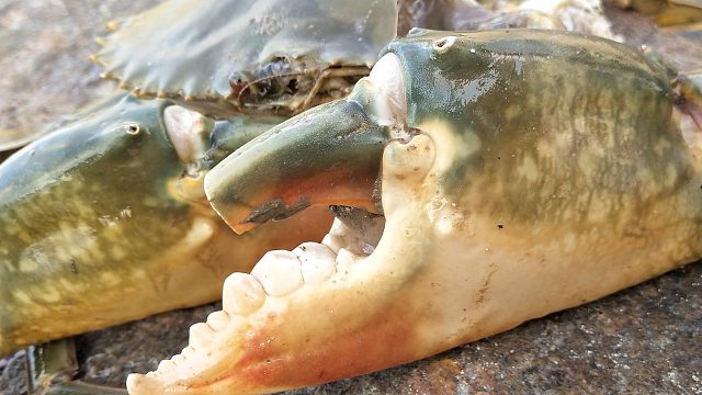 大退潮赶海，3米深石缝住着超级大青蟹，因太大被分解取出