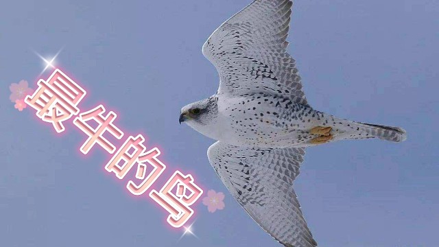 百禽之王—海东青，真是太牛了，你佩服不？