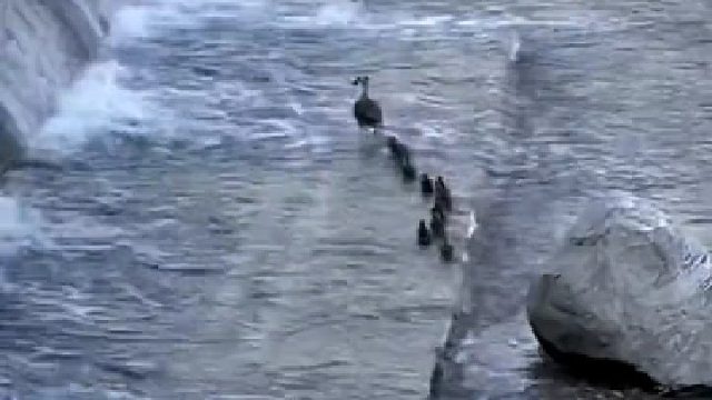 我硬是目送它们过了河