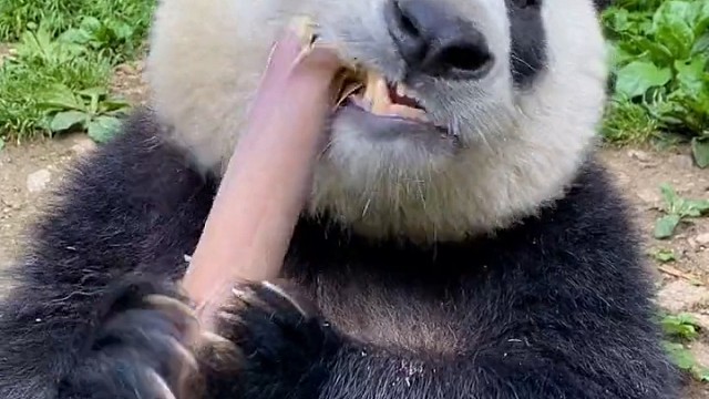 国宝吃竹子，嘎嘣脆啊