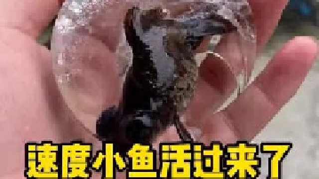 没想到速冻的鱼居然真的可以活过来