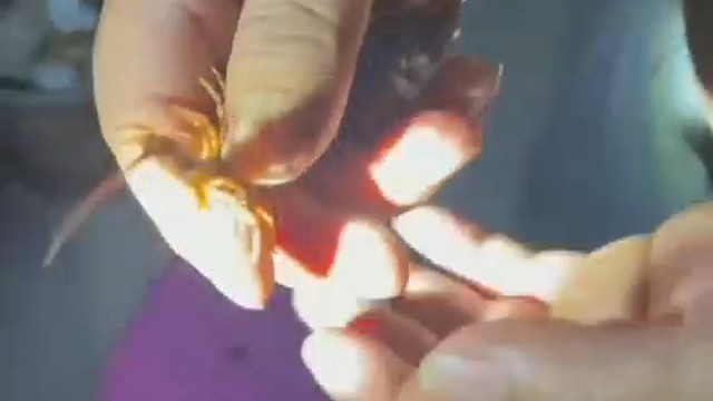 如何与昆虫和平相处