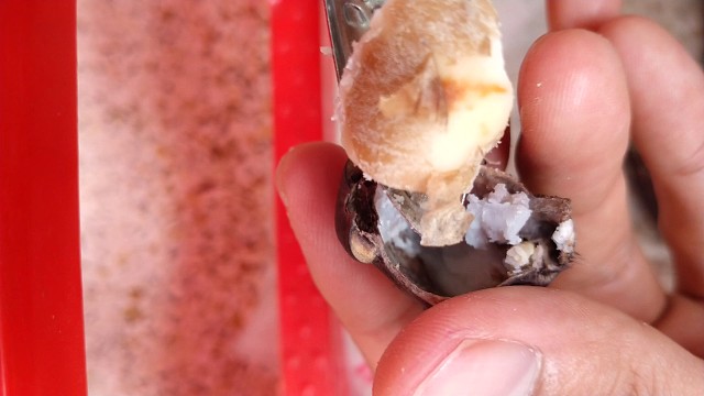 教你用最智慧方式吃菱角