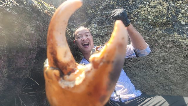 刚退潮巨石下身披铁甲的陈年老蟹王突然窜出洞口，这是要成精了吗