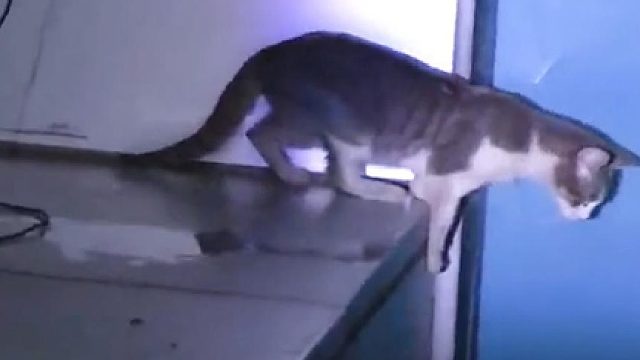 怀孕的母猫饿了四天，不得不从屋顶跳下来！幸好没有出事！