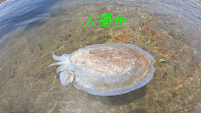 大海退潮后许多海鲜都被搁浅了，有墨鱼和海鳗龙还有海胆和响螺