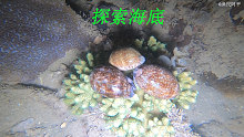阿平夜潜赶海收获还真不错，有好多海螺和螃蟹还有海茄子
