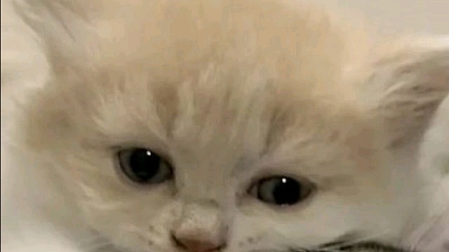 新人主播玩白色情人节