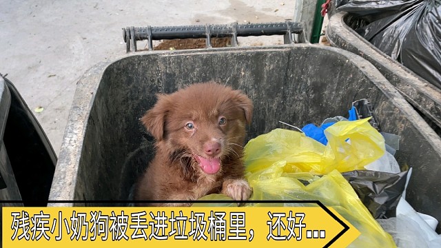 一条活生生的生命，被无情的扔到垃圾桶里，还好碰到好心人救助收养。