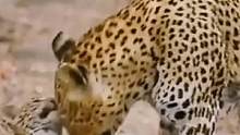 花豹和它的孩子#动物世界 #精彩片段 #花豹 #万物皆有灵性 #动物 