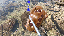 阿平赶海抓了一只漂亮的馒头蟹，之后还抓了漂亮鱼和皮皮虾