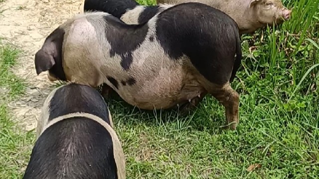 别人放牛我放猪，多了我也看不过来