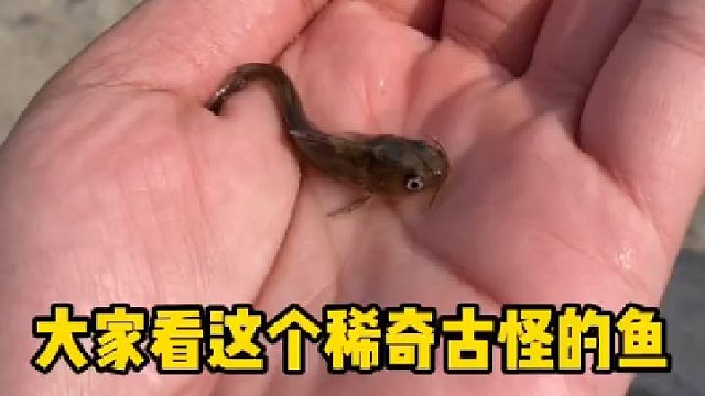 大家看这个稀奇古怪的鱼，眼睛大大的