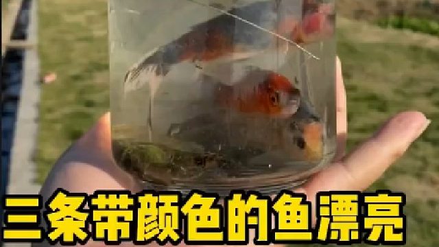三条带颜色的鱼漂亮，先装起来再说