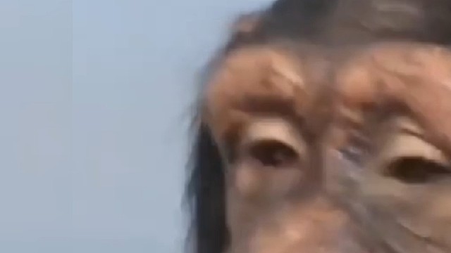 会玩手机的大猩猩