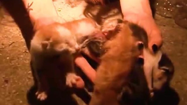可怜的猫妈妈，在短短两个小时内，竟失去三个宝宝！