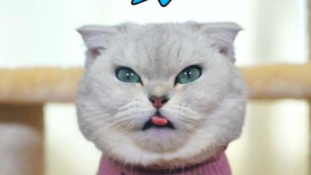 陷害本猫咪不成，真面目露出来了吧！