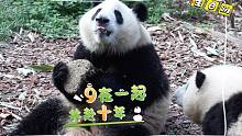 试问，谁的生日会有如此多大熊猫陪着过呢？
