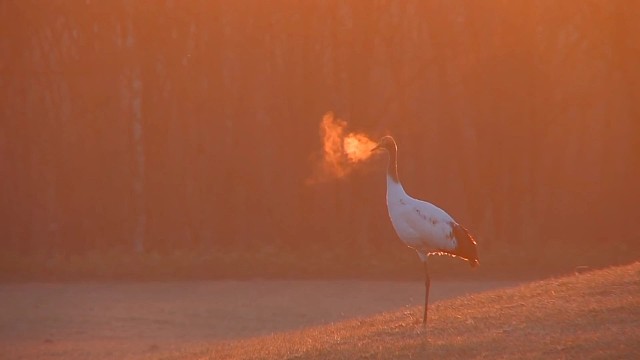 立秋
是秋天的第一个节气
云天收夏色木叶动秋声
风吹一片叶万物已惊秋
夏未央秋已至
一草