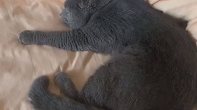 八戒，你倒是醒醒啊