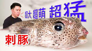 盤一條超大刺鲀！又萌又兇猛，能把手指給咬斷！