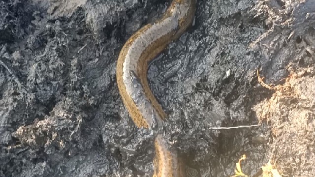 乡野绿色(专业户外扣鳝)