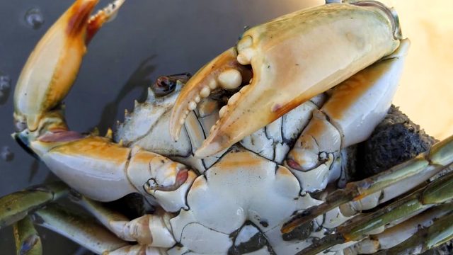 立秋赶海抓螃蟹，顶着烈日暴晒3小时，全身湿透衣服拧出水