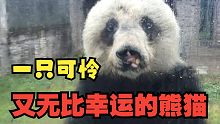 一只可怜又幸运的熊猫