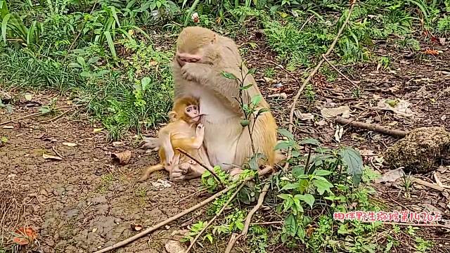 魔生骑马马必有后福了