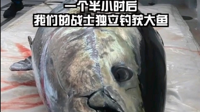 收获800斤蓝鳍金枪鱼