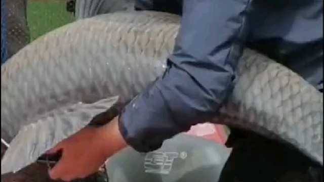 巨物出水这有多重啊？